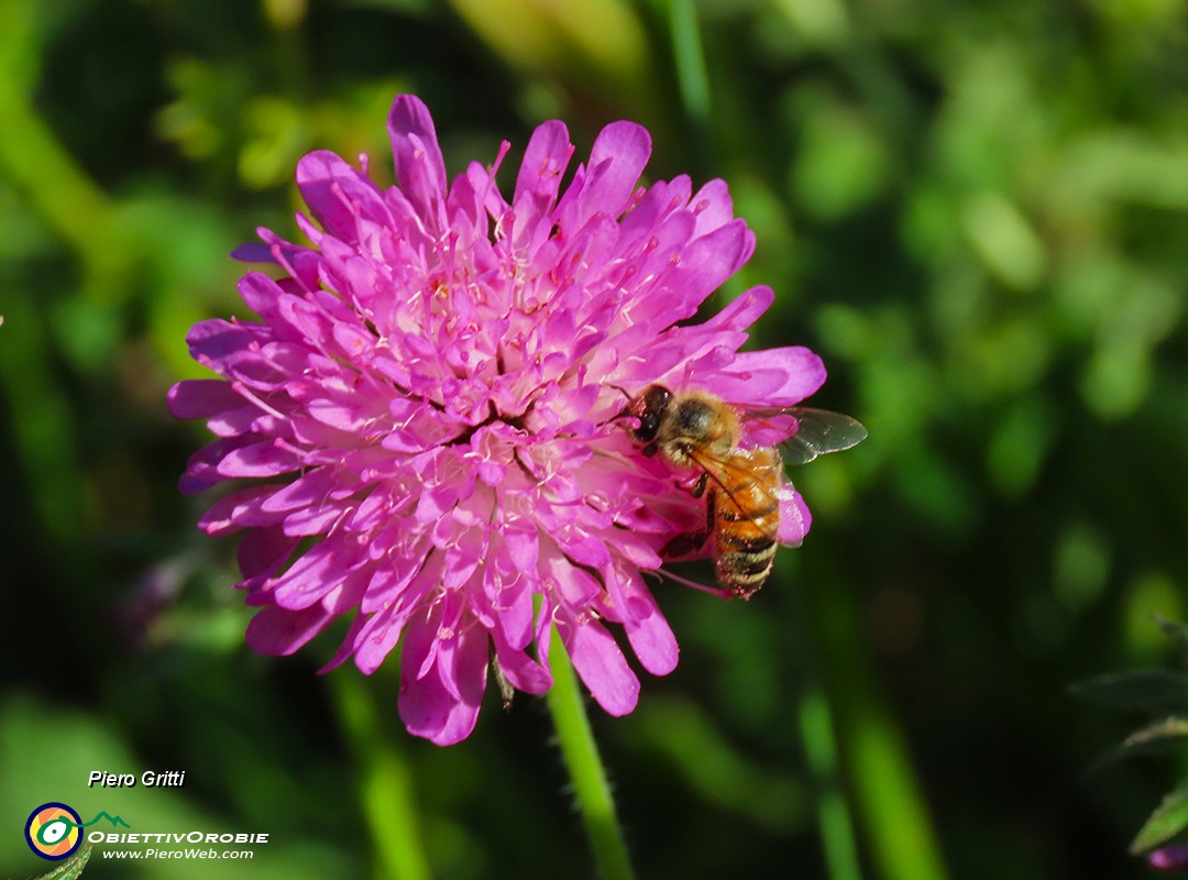 16 Ape mellifera su  Knautia longifolia  .jpg